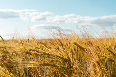 Cereal wheat field in summer harvest natural background copy space spikelets against the blue sky