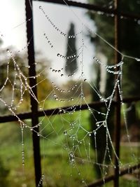 Close-up of spider on web