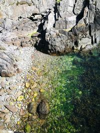 Close-up of plants growing on rock