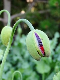 Close-up of flower bud growing outdoors