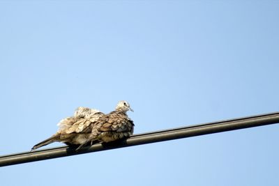 Low angle view of bird perching on cable against clear sky