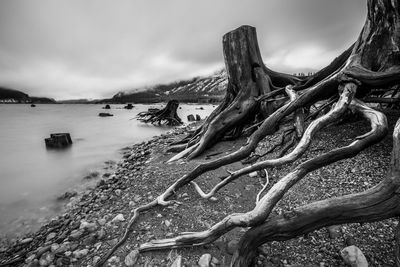 Dry stumps with roots on shore