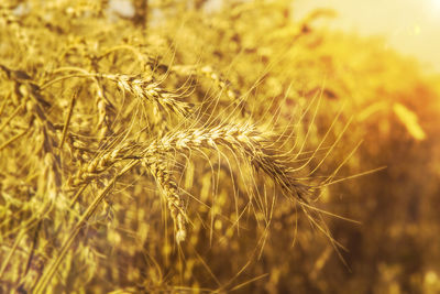 Close-up of wheat growing on field