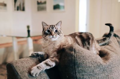 Portrait of a cat relaxing at home