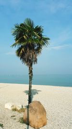 Palm tree by sea against sky