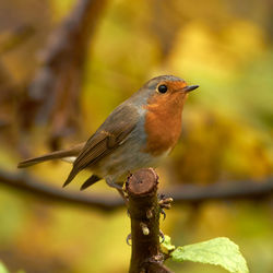 Close-up of bird perching on branch