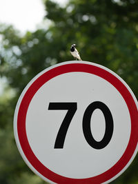 Low angle view of a bird on road