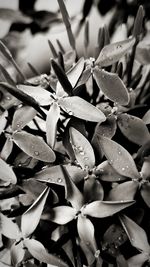 Full frame shot of succulent plant