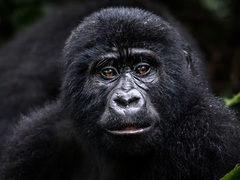 Close-up portrait of a monkey