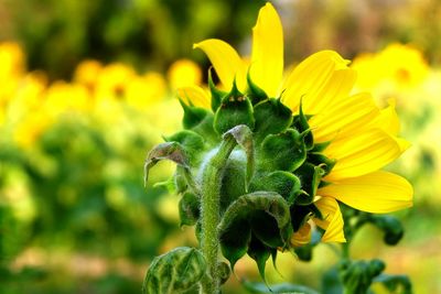 Close-up of insect on yellow flower