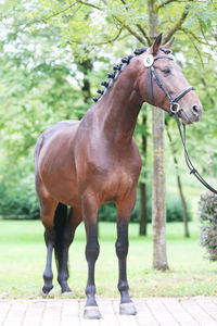 Horse standing in ranch