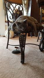 Dog relaxing on table at home