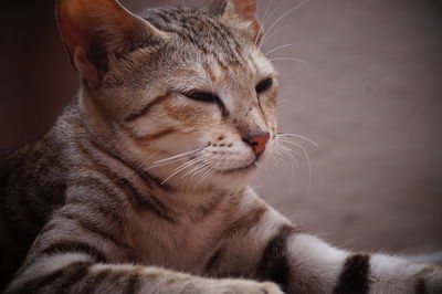 Close-up of a cat looking away