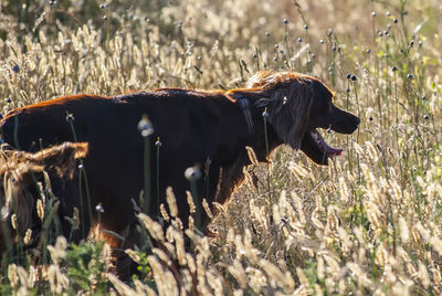 Side view of a dog on field