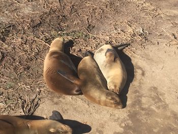 High angle view of sheep on sand