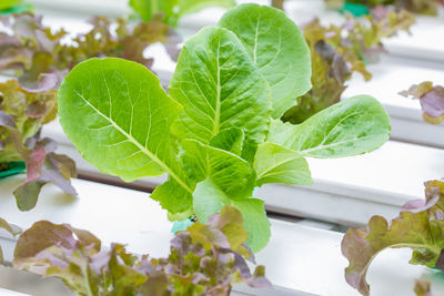 Close-up of green leaves on table