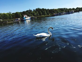 Swan swimming in lake against sky