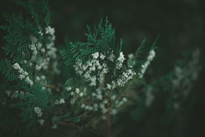 High angle view of plant growing on land