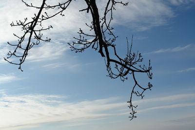 Low angle view of bare tree against sky