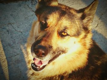 Close-up portrait of dog