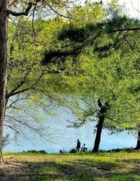 Reflection of trees in lake