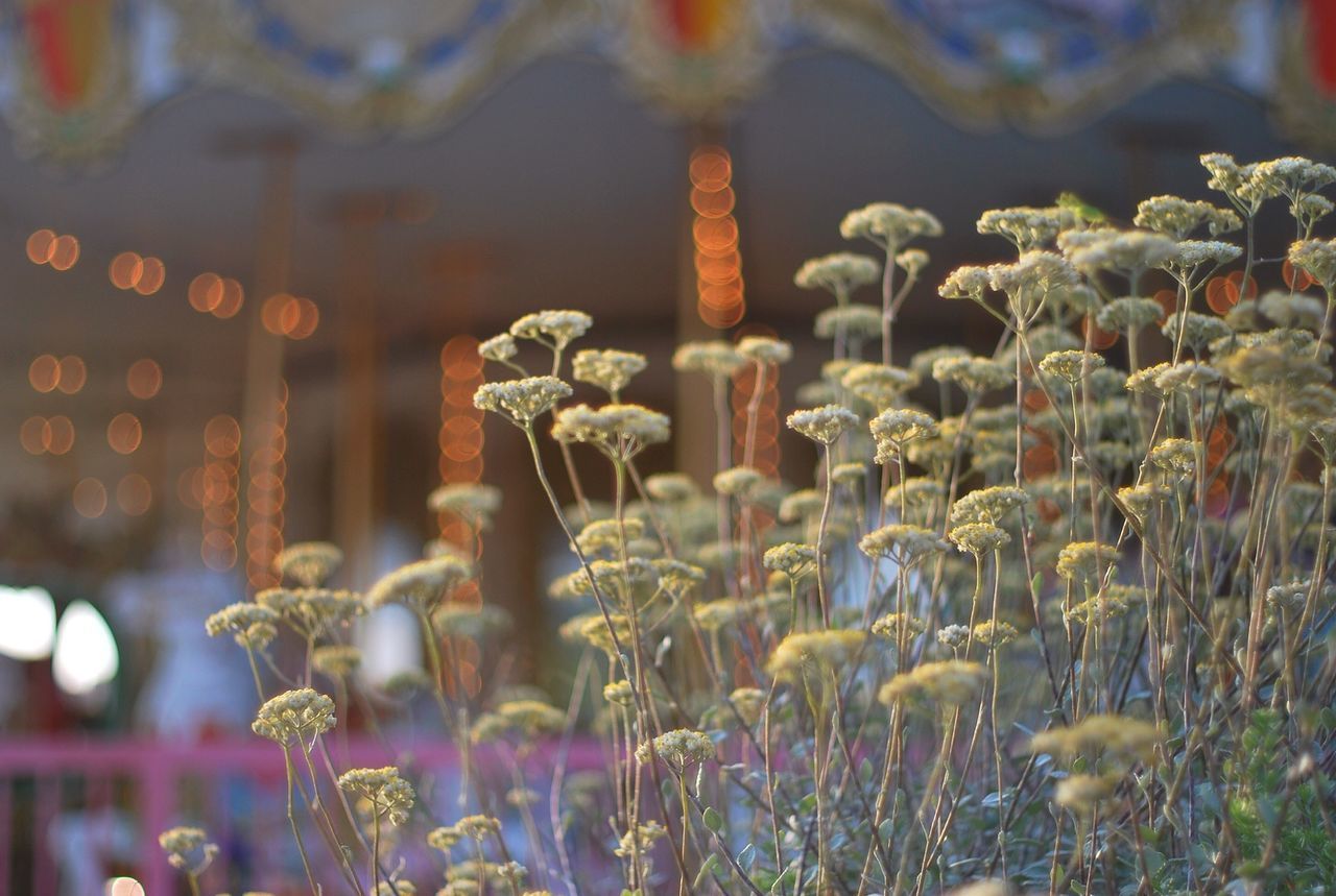 focus on foreground, religion, spirituality, selective focus, place of worship, close-up, outdoors, flower, no people, celebration, nature, tradition, temple - building, day, illuminated, cultures, plant, decoration, animal themes