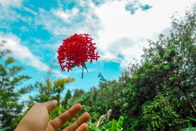 Cropped hand holding red plant against sky