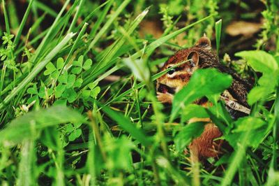 View of an animal eating berries in the forest