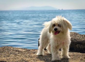 Dog in the sea