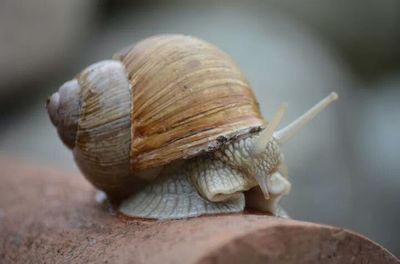 animal shell