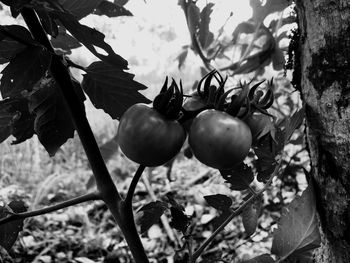 Close-up of fruits growing on tree