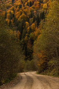 Road amidst trees in forest during autumn