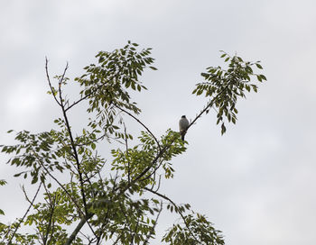 Low angle view of tree against sky