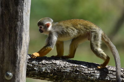 Close-up of squirrel on tree