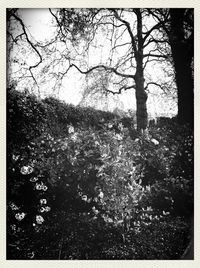 Trees in park