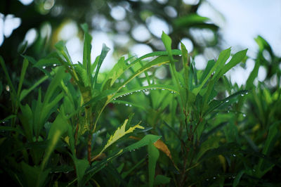 Close-up of wet plants growing on field