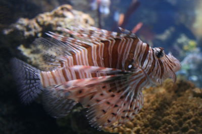 Close-up of fish swimming in sea