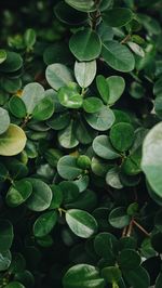 High angle view of leaves