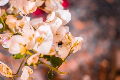 Close-up of bee pollinating flower