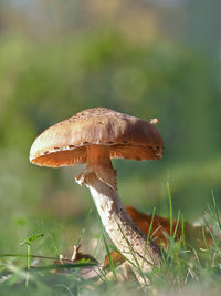 Close-up of mushroom growing on field