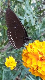 Close-up of butterfly pollinating on yellow flower