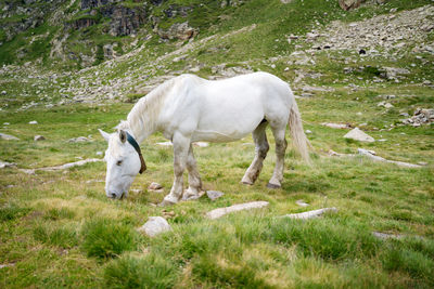 Horse in the meadow