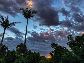 Low angle view of coconut palm trees against dramatic sky