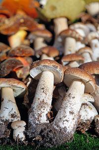 High angle view of mushrooms on field