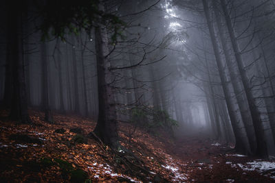 Trees in dark autumn forest