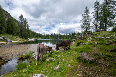 View of mule on field against sky