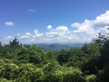 Scenic view of forest against sky