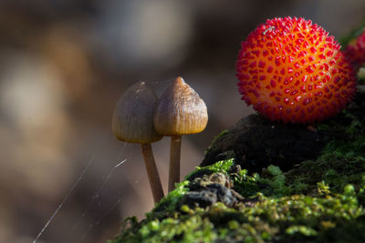 Close-up of mushrooms growing on land