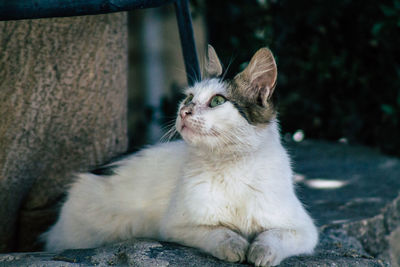 Close-up of a cat looking away