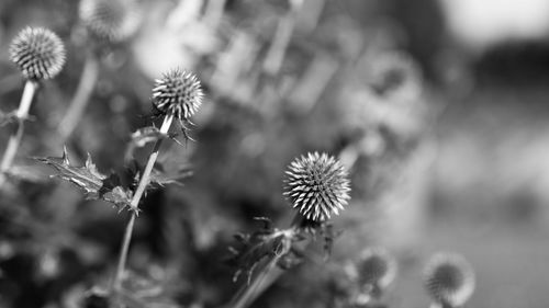 Close-up of thistle